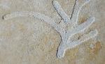 Brachyphyllum nepos SAPORTA 1884 - Bild &copy; FossNet FossilienStore